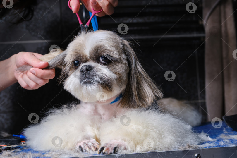 Скачать Грумер подстригает собаку и расчесывает шерсть расческой. фотосток Ozero