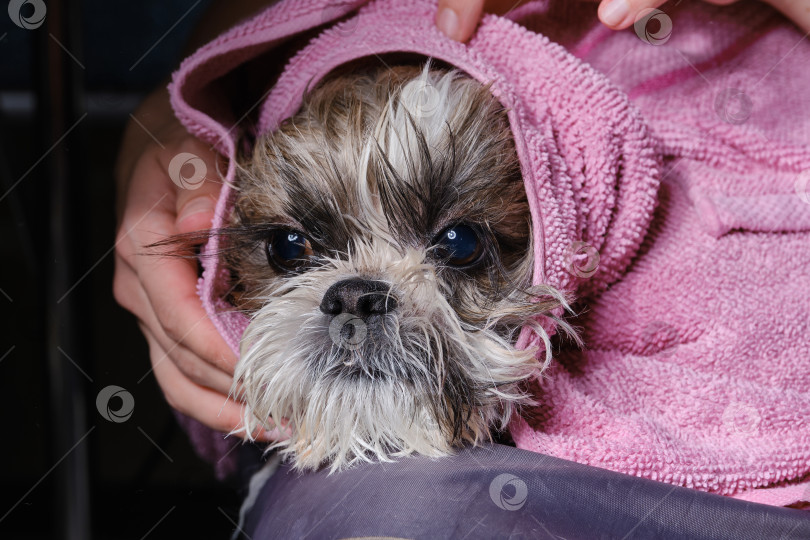 Скачать Собаку Шицу или ши-тцу после купания заворачивают в полотенце. фотосток Ozero