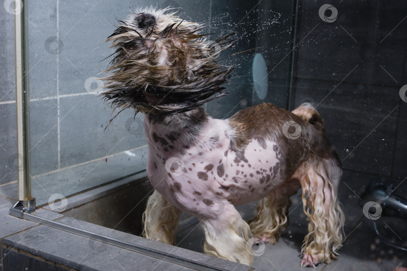 Скачать Собака стряхивает воду в душе. фотосток Ozero