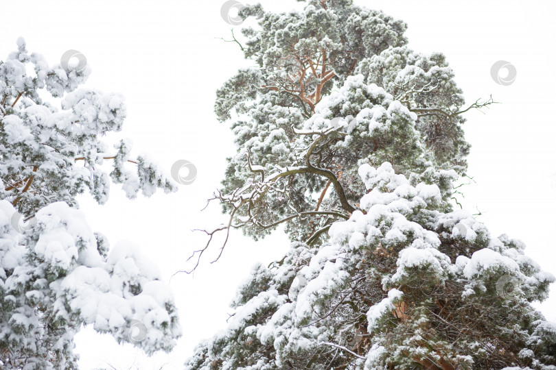 Скачать Заснеженные деревья в лесу после снегопада. Ели и сосны на белом, естественном фоне фотосток Ozero
