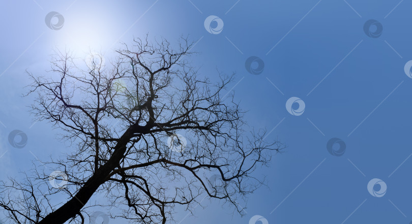 Скачать Черный силуэт дерева без листьев на фоне голубого неба фотосток Ozero