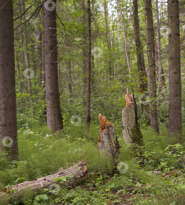 Скачать Летний европейский пейзаж в лесу со сломанными старыми деревьями фотосток Ozero