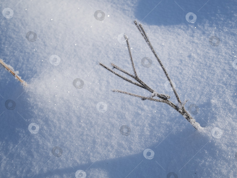 Скачать Сухая трава в снегу зимним солнечным днем фотосток Ozero