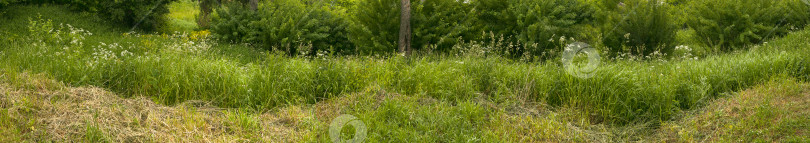 Скачать Летний европейский пейзаж в лесу (длинный панорамный вид) фотосток Ozero