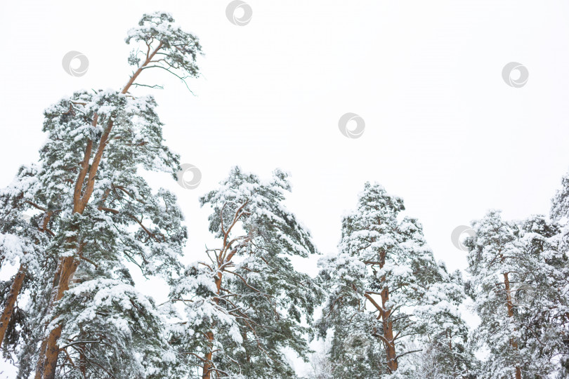 Скачать Заснеженные деревья в лесу после снегопада. Ели и сосны на белом естественном фоне фотосток Ozero