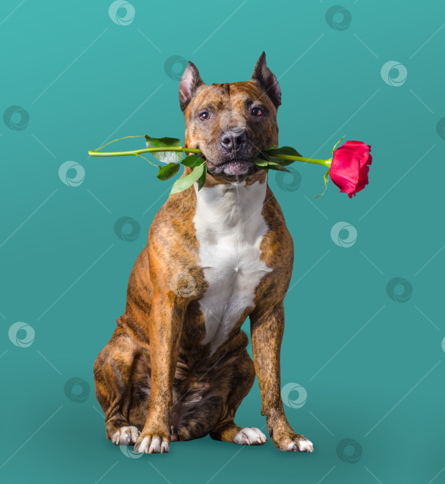 Скачать Очаровательная рыжеволосая собачка держит во рту красную розу в качестве подарка на День святого Валентина на синем фоне фотосток Ozero