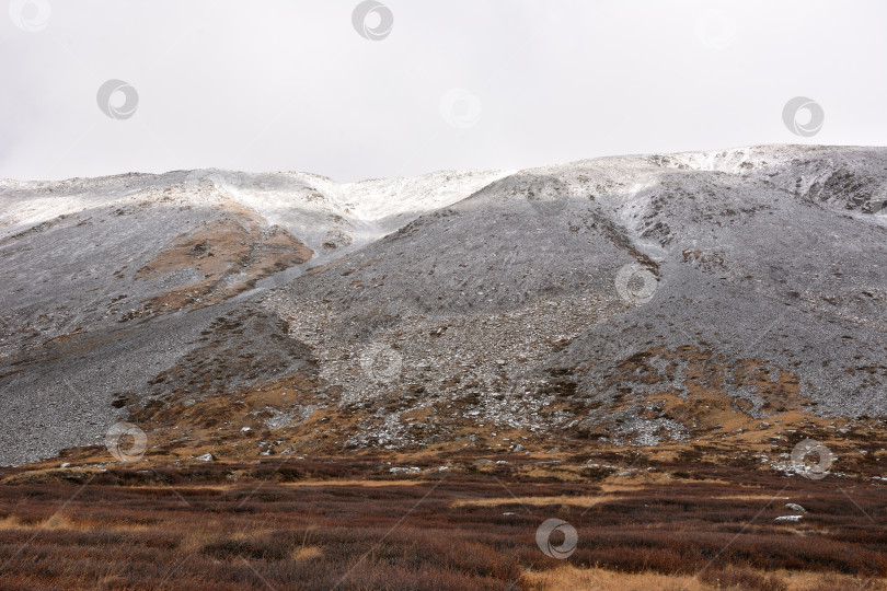 Скачать Поверхность скалистой крутой горы, присыпанной первым снегом, и поляна с пожелтевшей травой у подножия в пасмурный осенний день. фотосток Ozero