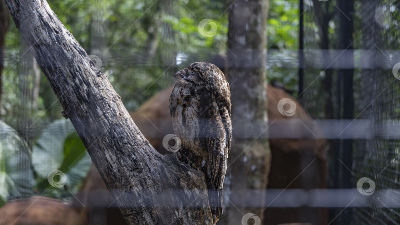 Скачать Ночная птица nyctibius maculosus фотосток Ozero