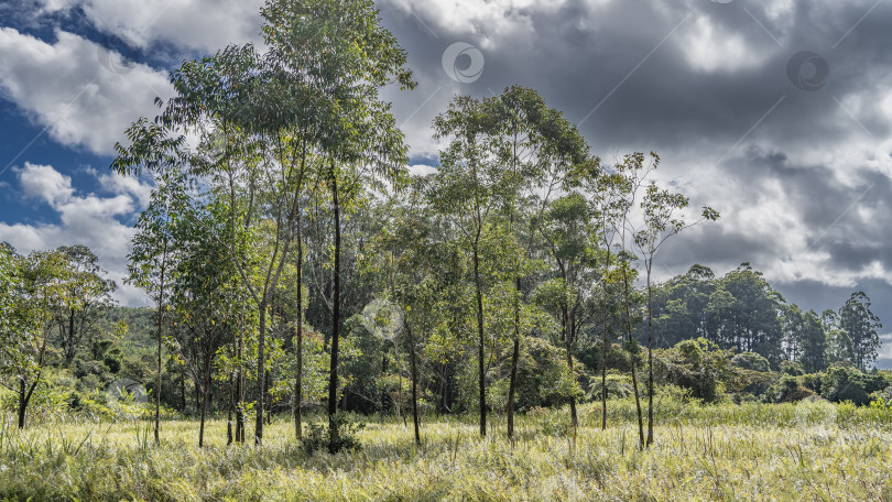 Скачать Природа Мадагаскара. Тропический лес. фотосток Ozero