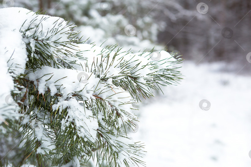 Скачать Заснеженные деревья в лесу после снегопада. Ели и сосны на белом, естественном фоне. Длинные иглы хвои, времена года. Пространство для копирования фотосток Ozero