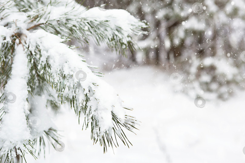 Скачать Заснеженные деревья в лесу после снегопада. Ели и сосны на белом, естественном фоне. Длинные иглы хвои, времена года. Пространство для копирования фотосток Ozero