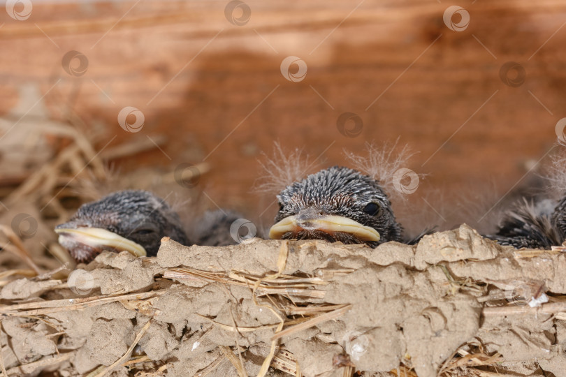 Скачать Голодные птенцы в гнезде ласточки. фотосток Ozero