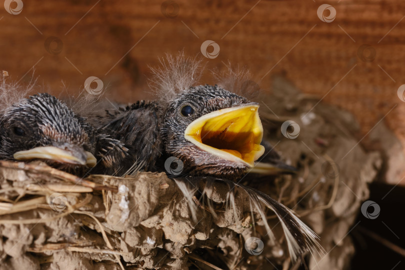 Скачать Ожидающие птенцы едят с открытым клювом. фотосток Ozero