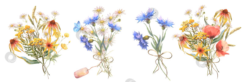 Скачать Акварельная ботаническая иллюстрация, набор букетов полевых цветов с травой синего василька, маком, эхинацеей, ромашкой и бабочками, выделенными на белом фоне фотосток Ozero