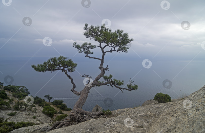 Скачать Реликтовая сосна в скалах на берегу моря. фотосток Ozero