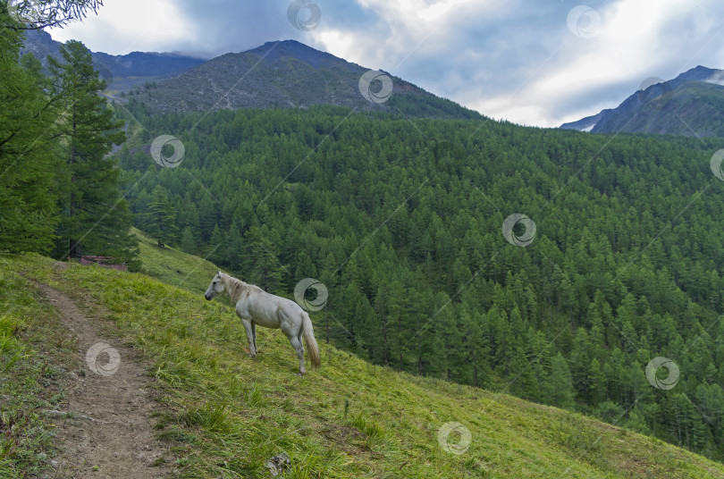 Скачать Белая лошадь на склоне горы. фотосток Ozero