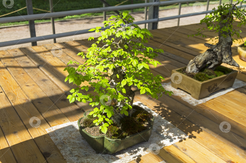 Скачать Вяз китайский (Ulmus parvifolia) - бонсай в стиле "Наклоненный" фотосток Ozero