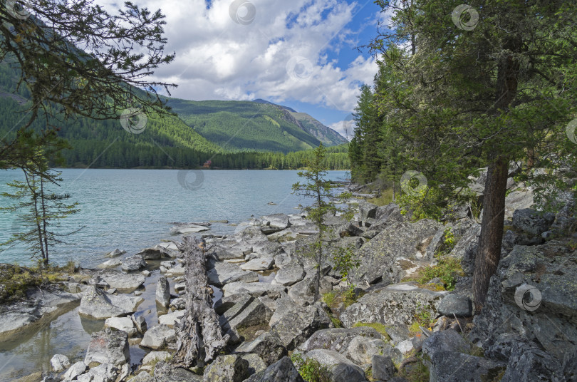 Скачать Бревно на берегу озера. Озеро Кучерла. Горный Алтай, Россия. фотосток Ozero