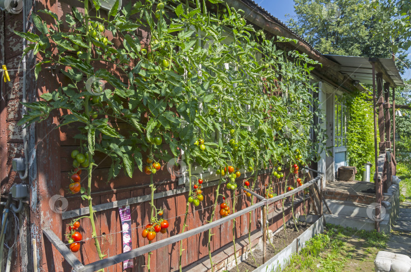 Скачать Спелые помидоры у стены загородного дома. фотосток Ozero