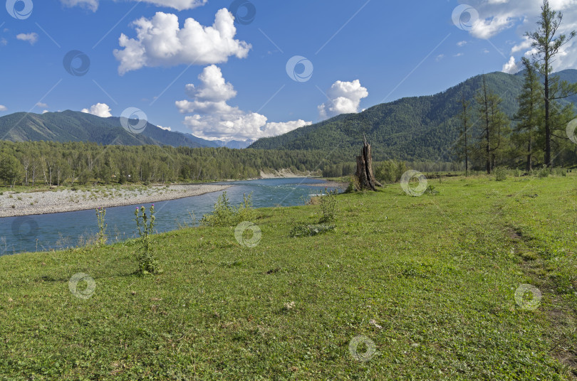 Скачать Река Катунь. Алтай, Россия. фотосток Ozero