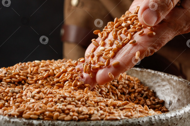 Скачать Зерна пшеницы в руках на темном фоне. Руки пожилого человека фотосток Ozero