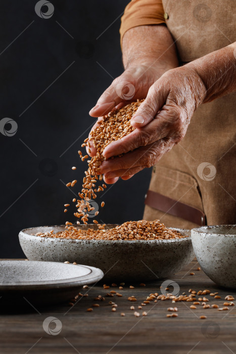 Скачать Пшеничные зерна в руках падают в миску на столе. фотосток Ozero
