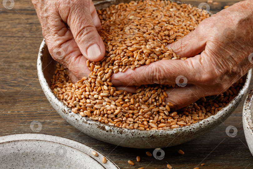 Скачать Руки пожилой женщины насыпают зерна спелой пшеницы в миску. фотосток Ozero