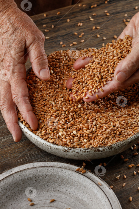 Скачать Пшеничные зерна в руках пожилого человека и миска на темном деревянном столе. фотосток Ozero