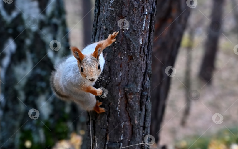 Скачать Молодая белка крупным планом на дереве фотосток Ozero