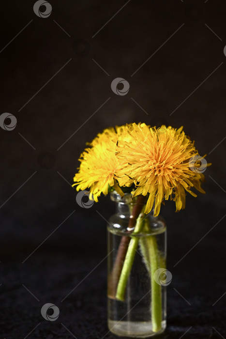 Скачать Яркий цветок одуванчика крупным планом сияет на темном фоне, один одуванчик на однородном фоне, выборочный фокус фотосток Ozero