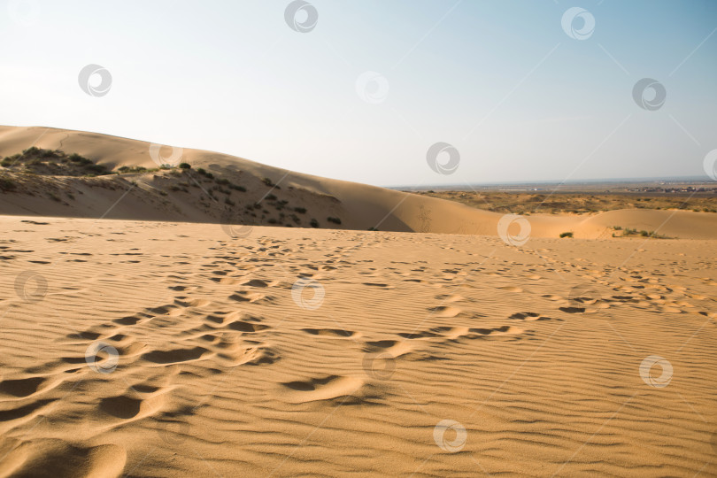 Скачать Цепочка следов на песке в пустыне. Дюна Сарыкум в Дагестане. Путешествие, обзорная экскурсия по природе фотосток Ozero