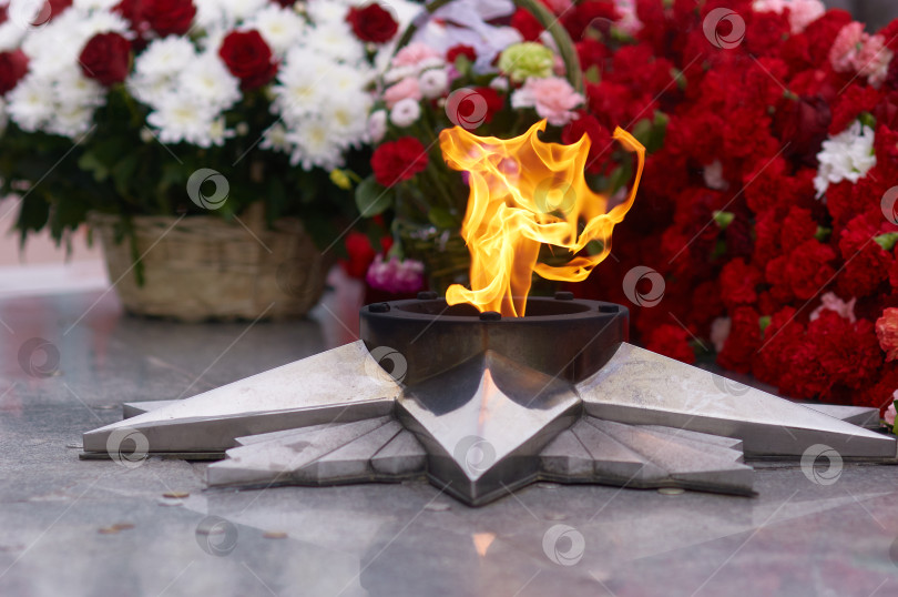 Скачать Вечный огонь на фоне цветов. Красные и белые цветы в корзинках. фотосток Ozero