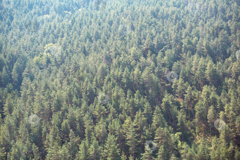 Скачать Узор из елового леса - это естественный фон из верхушек хвои. Древесные ресурсы фотосток Ozero