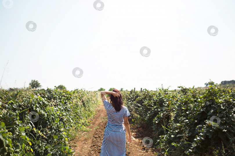 Скачать Туристка прогуливается по винограднику. Экскурсия с гидом по виноградной плантации. фотосток Ozero