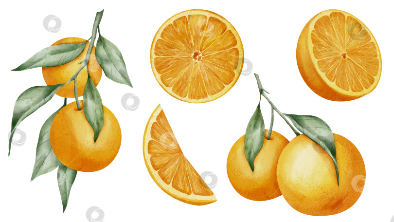 Скачать Набор апельсиновых фруктов. Нарисованная от руки акварельная иллюстрация с ветками мандаринов на изолированном фоне. Нанесение ломтиков мандарина для значка или логотипа. Половинка клементины для клипарта или оформления меню фотосток Ozero