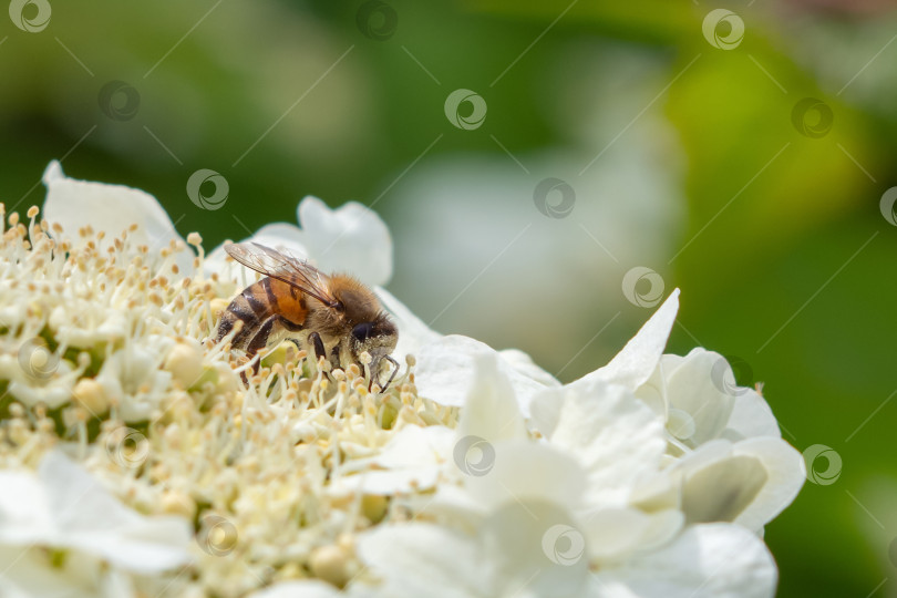 Скачать Пчела на цветке собирает пыльцу - макрофото фотосток Ozero