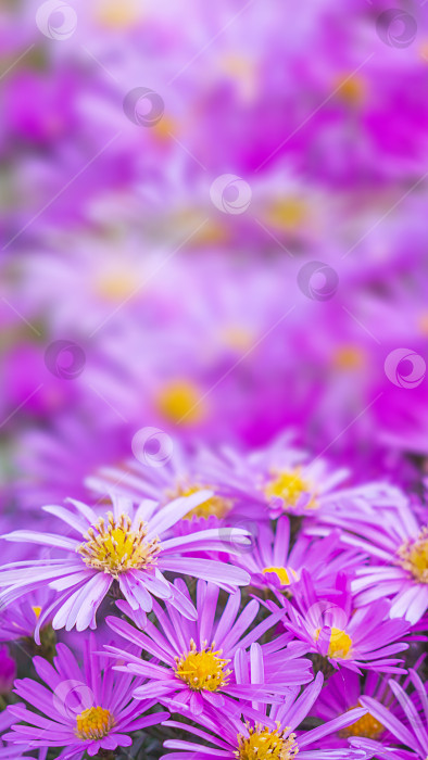 Скачать Крупный план фиолетового цветочного фона - маргаритки. Фиолетовый цветок астры для фона. Изображение крупным планом красивой осенне-цветущей пурпурной астры амеллус, европейского цветка маргаритки Майкла фотосток Ozero