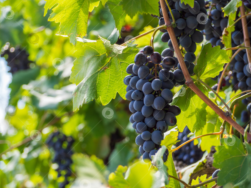 Скачать Крупный план гроздей спелого черного винограда на виноградной лозе. Гроздья спелого черно-синего винограда свисают с виноградной лозы среди листвы фотосток Ozero