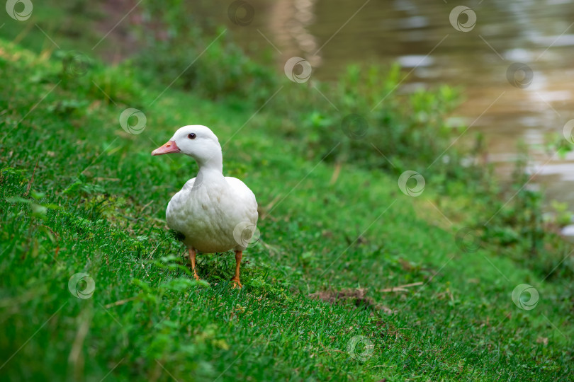 Скачать Избирательный фокус. Крупным планом белая утка на зеленой лужайке. фотосток Ozero