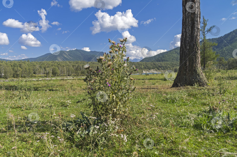 Скачать Цветущий куст чертополоха. Алтай, Россия. фотосток Ozero