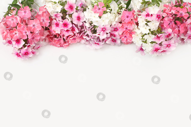 Скачать Абстрактная цветочная композиция.Красивые цветы флокса на светлом фоне, натюрморт с местом для текста, цветочная открытка на день рождения, свадьбу, концепция праздника с цветами, выборочный фокус фотосток Ozero