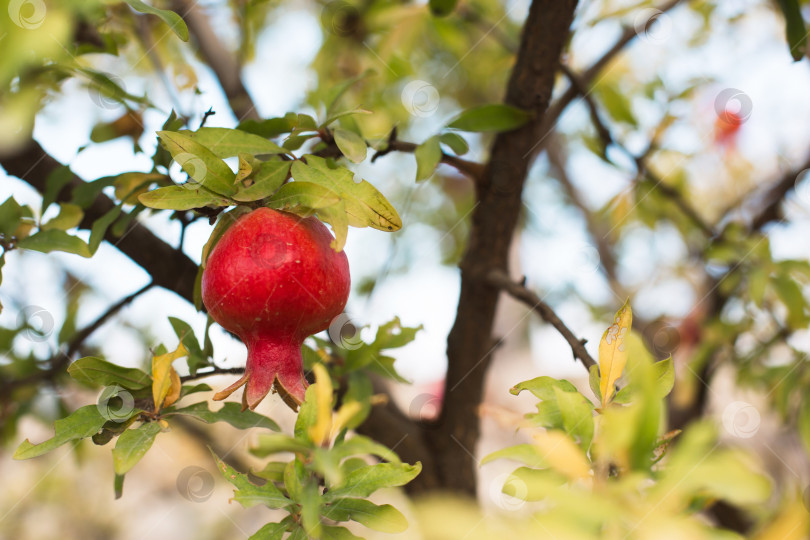 Скачать Спелый красный гранат висит на ветке фруктового дерева. Натуральная пища, экологически чистая, фруктовый сад фотосток Ozero