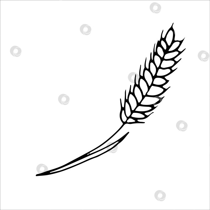 Скачать Колос пшеницы. Раскраска, элемент дизайна. Стиль каракулей. векторная иллюстрация. фотосток Ozero