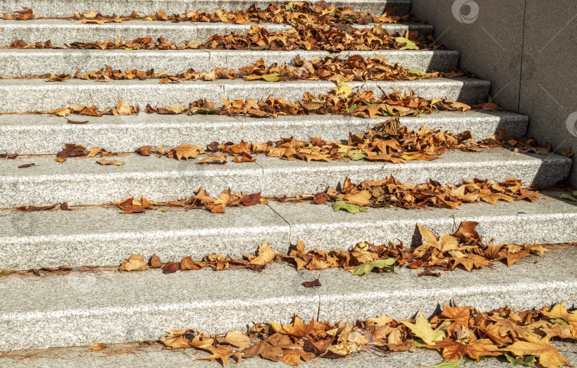 Скачать Осенние листья на ступенях лестницы. фотосток Ozero