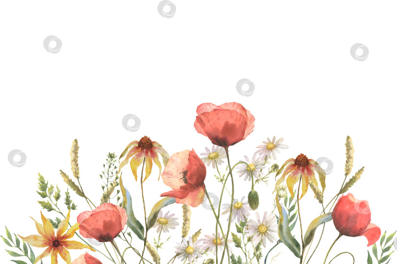 Скачать Бордюр с травами и полевыми цветами мака и эхинацеи, листьями, бабочками. Ботаническая иллюстрация на белом фоне. Шаблон с местом для текста фотосток Ozero