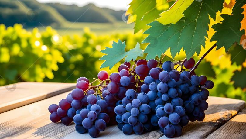 Скачать виноград на столе на открытом воздухе фотосток Ozero