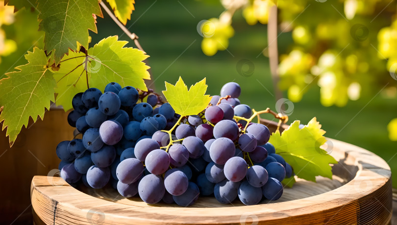 Скачать виноград на деревянном столе на открытом воздухе фотосток Ozero