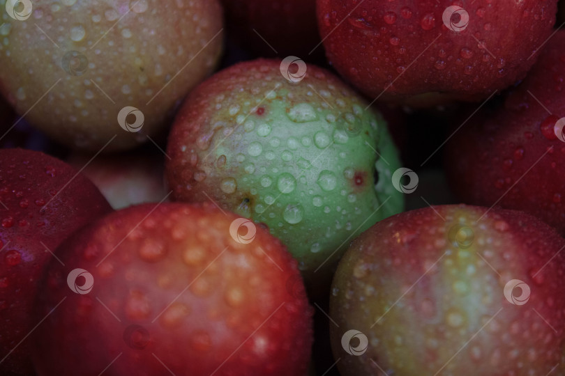 Скачать Фон сочных, вкусных, сладких и спелых красно-зеленых яблок крупным планом с каплями воды фотосток Ozero