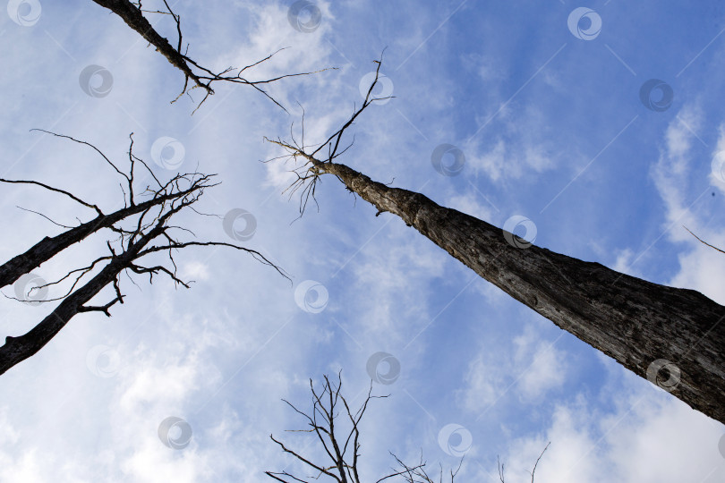 Скачать Сухие стволы с корягами и ветви деревьев тянутся к небу. Голубое небо - символ жизни и мертвых деревьев. Естественный фон, ужас, жизнь и смерть фотосток Ozero