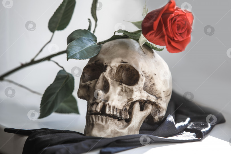 Скачать Человеческий череп с красной розой на сером фоне. Концепция любви и смерти, Хэллоуин, Санта Муэрте - Святая смерть. Цветок в зубах скелета фотосток Ozero